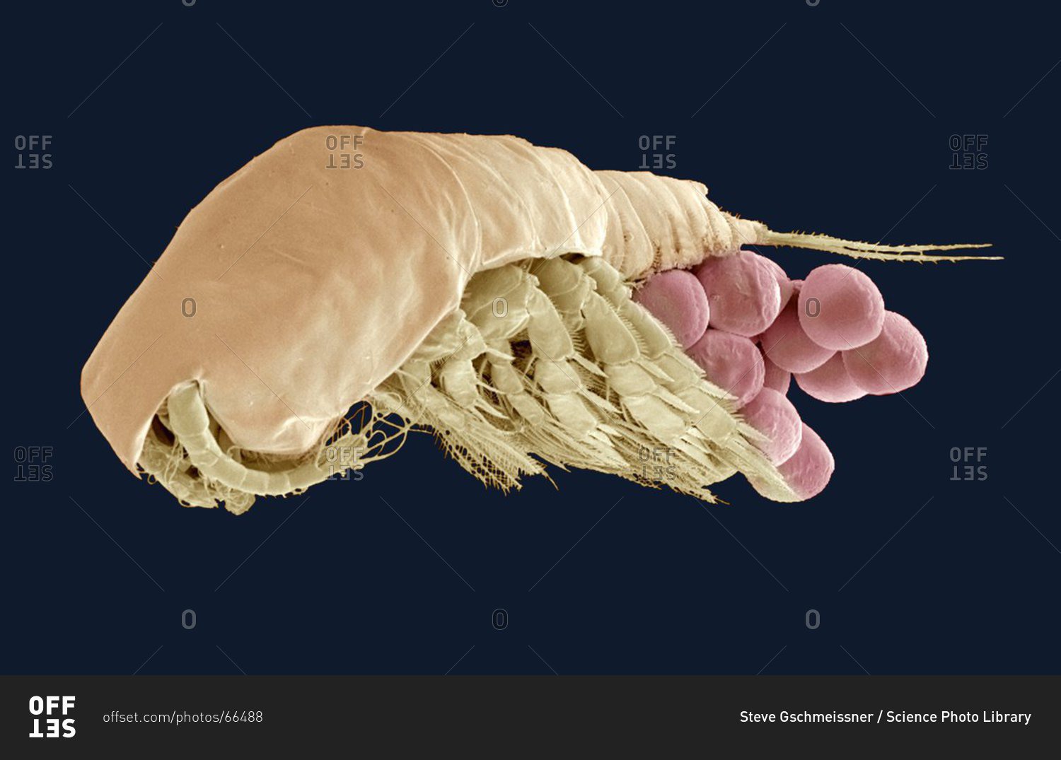 Color scanning electron micrograph of a female copepod with eggs.