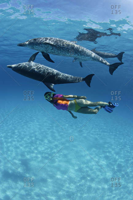 A woman swimming alongside Atlantic Spotted Dolphins