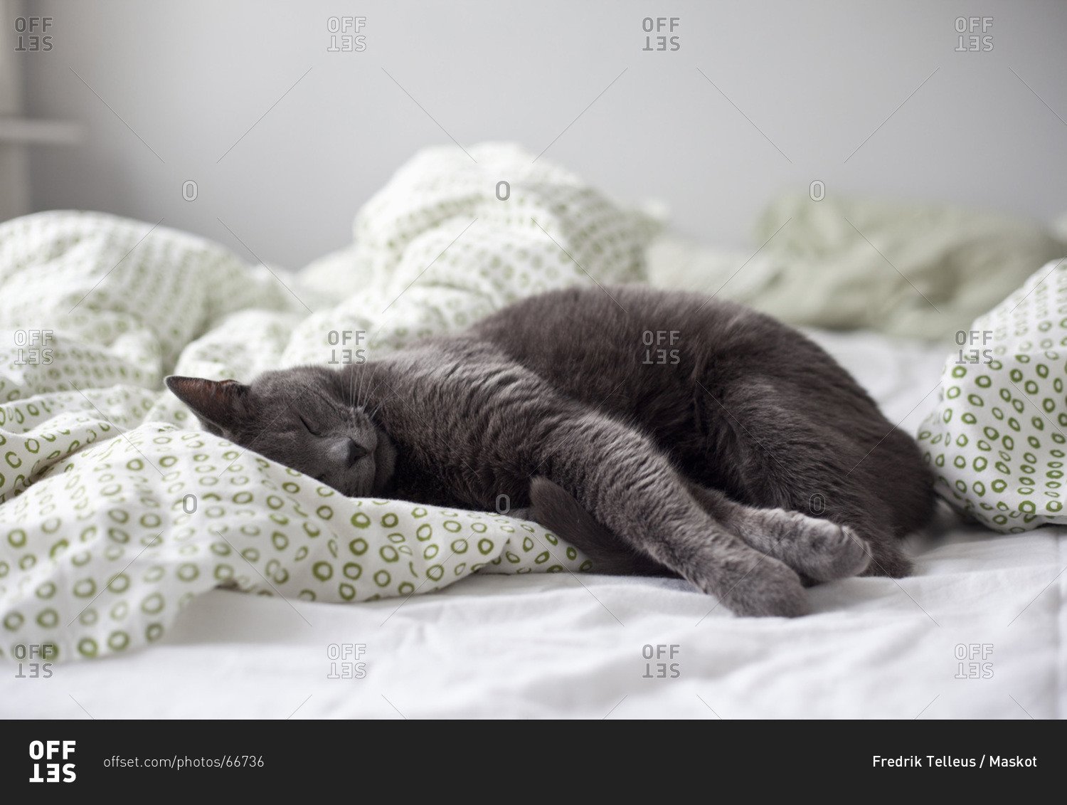 Серый кот на кровати