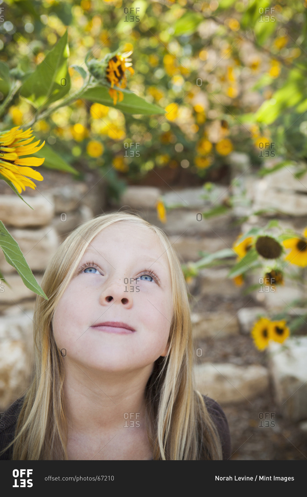 A child, a young girl looking up at a sunflower in a flower garden