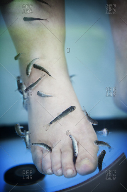 Close up of foot placed in water with Rufa fish performing natural peeling of the skin, fish therapy