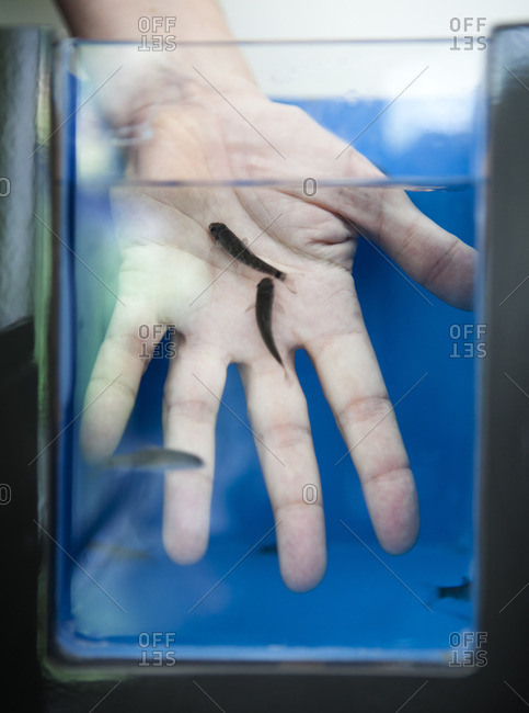 Close up of hand placed in water with Rufa fish performing natural peeling of the skin, fish therapy