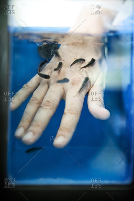 Close up of hand placed in water with Rufa fish performing natural peeling of the skin, fish therapy