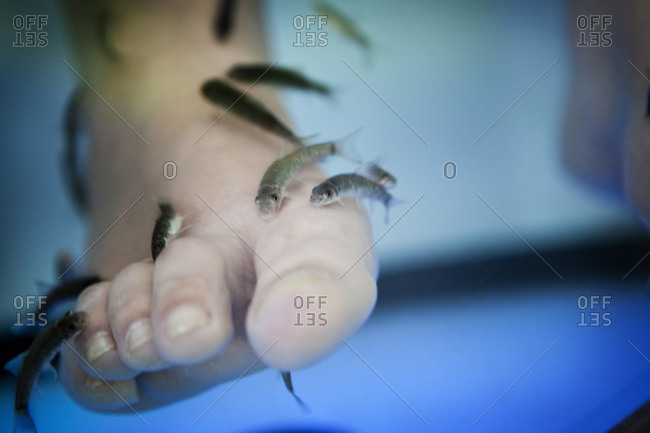Close up of foot placed in water with Rufa fish performing natural peeling of the skin, fish therapy