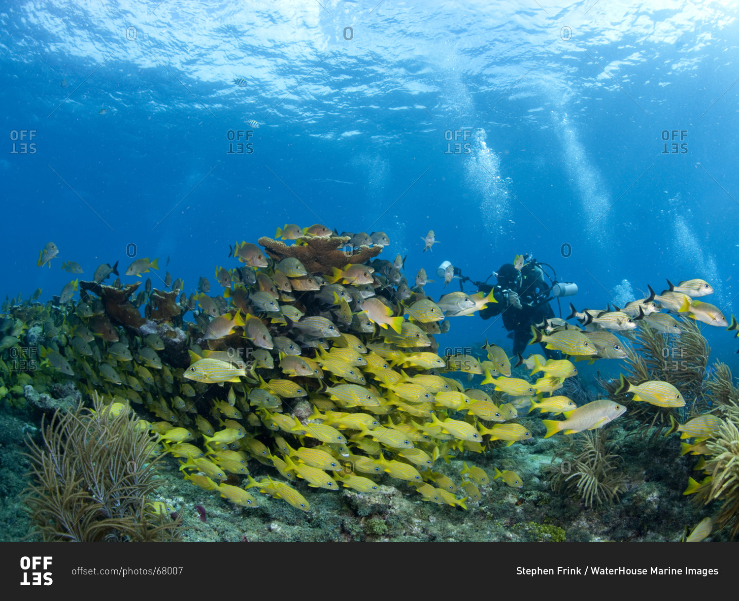 Underwater photographer and schooling fish