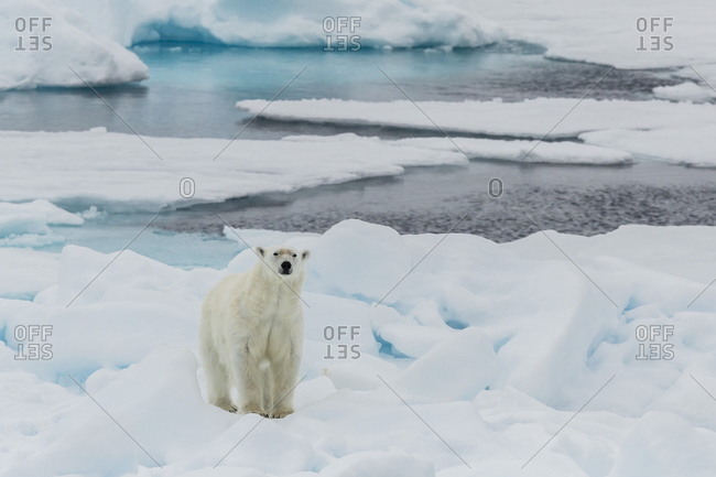 Young adult polar bear (Ursus maritimus) on ice in Hinlopen Strait, Svalbard, Norway, Scandinavia, Europe