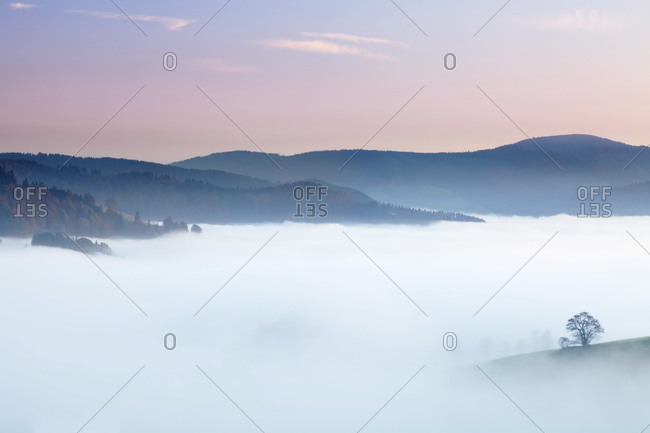 Single tree in a foggy landscape, Schauinsland Mountain, Black Forest, Baden Wurttemberg, Germany, Europe