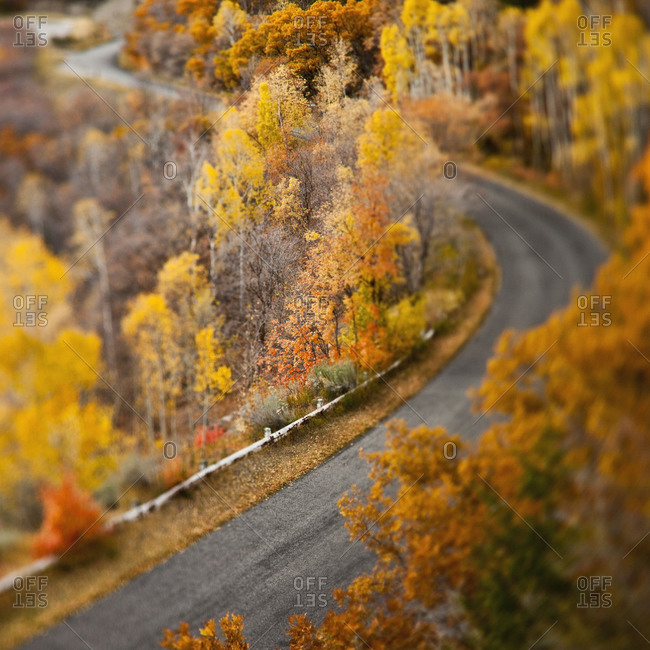 Autumn leaves along remote road