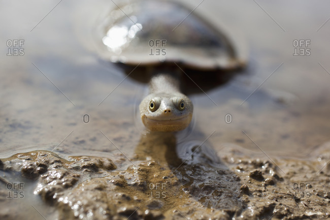 smiling turtle