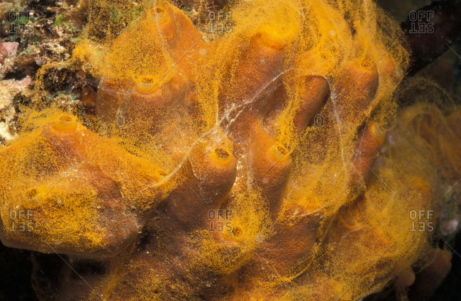Brown Volcano Sponge spawning, releasing gametes in sticky strands