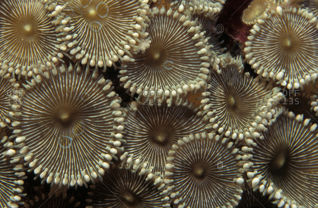 Zoantharians colony of anemone-like animals