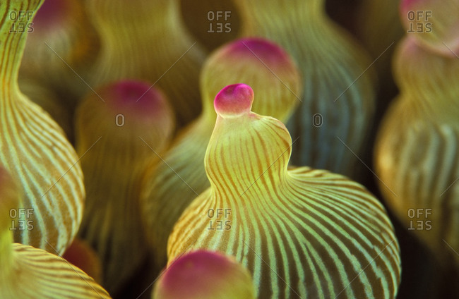 Close-up detail of tentacle tips of the Bulb Tentacle Sea Anemone