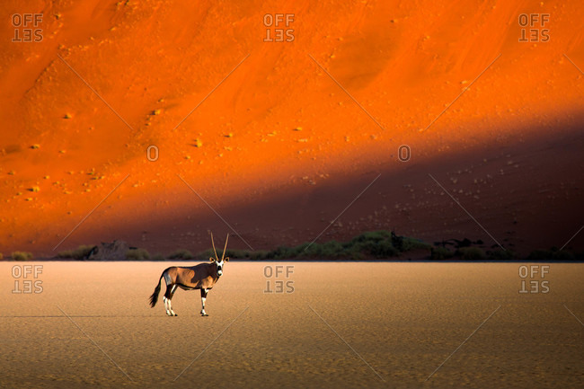 An Oryx, crossing the Deadvlei pan in Namib-Naukluft National Park, Namibia