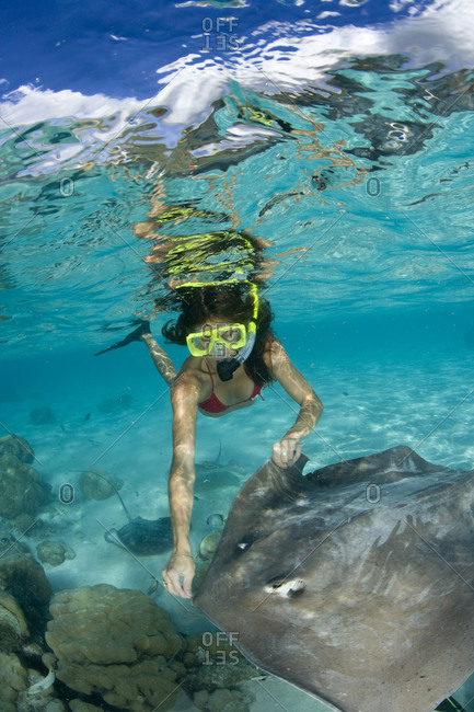 A snorkeler interacts with stingrays during a snorkel excursion near the island of Moorea  The Tahitian stingrays are known by the common name of Pink whipray (Himantura fai)   It is a common practice in Tahiti to allow ray-feeding activities for tourists
