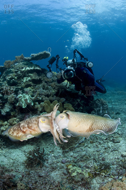 Scuba diver photographing a pair of mating Broadclub cuttlefish