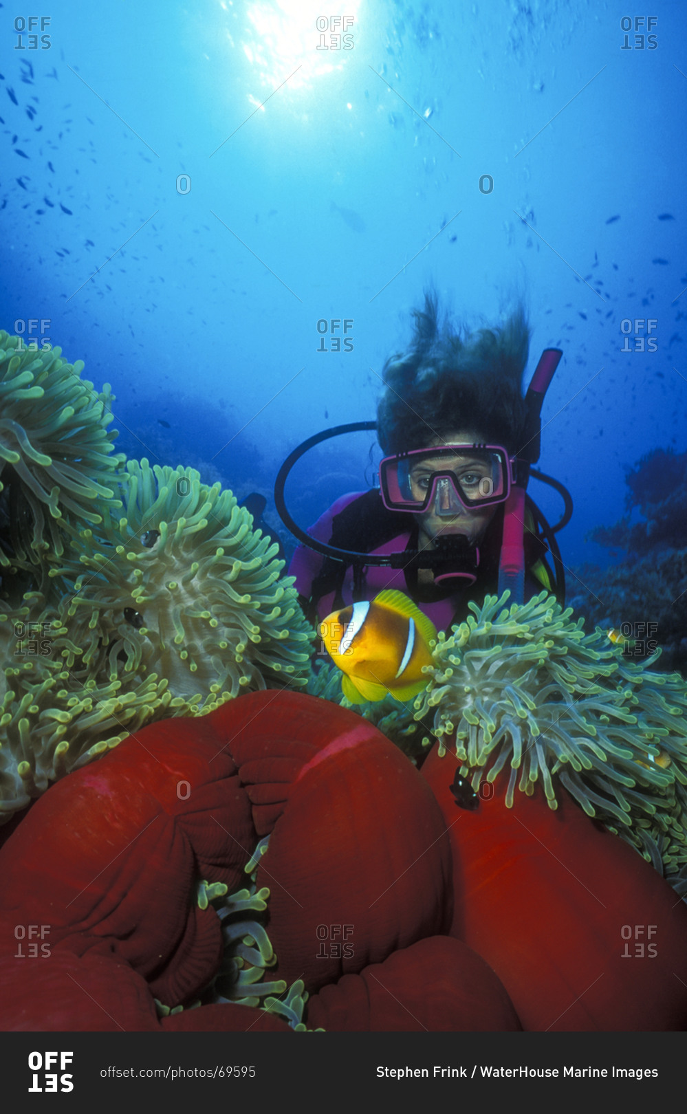 Diver watches a Red Sea anemonefish hovering over a colorful magnificent sea anemone