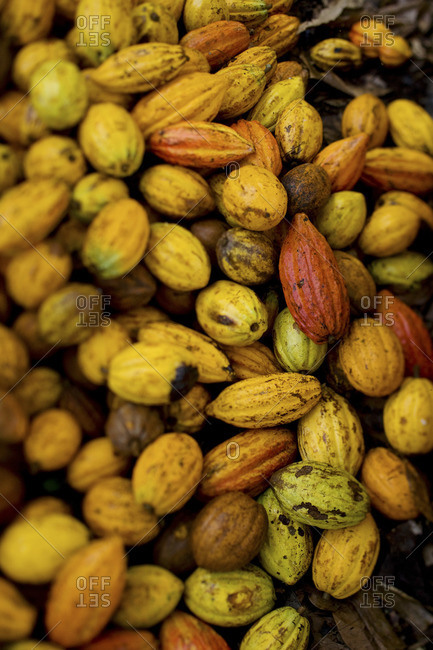 Close-up of raw cocoa pods