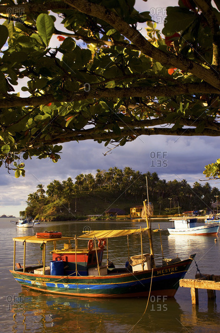 Fishing boat moored under a tree