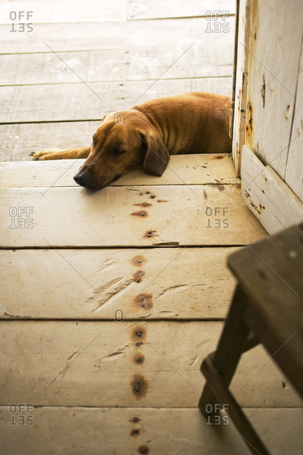 Cute dog lying in doorway