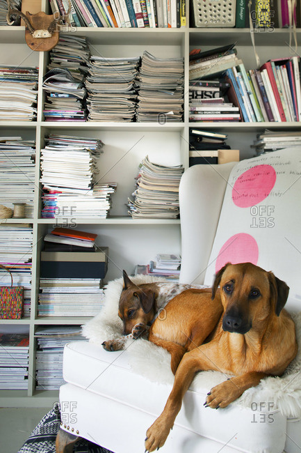 Dogs resting on an armchair