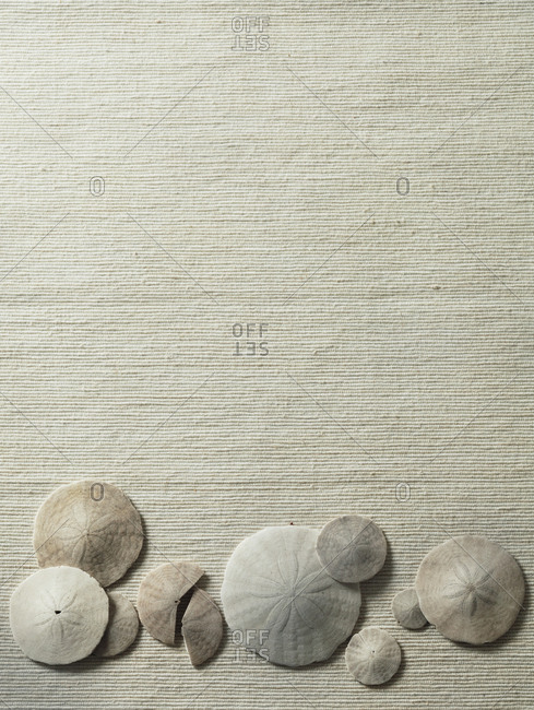 Sand dollars on beige fabric