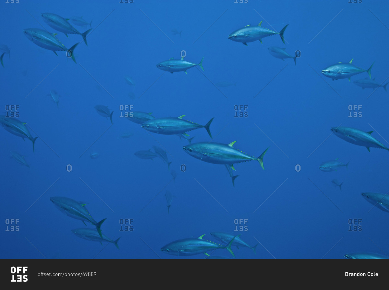 Yellowfin Tuna swimming in the open ocean