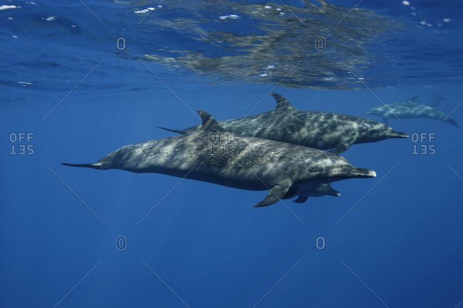 Pantropical Spotted Dolphins - Offset Collection