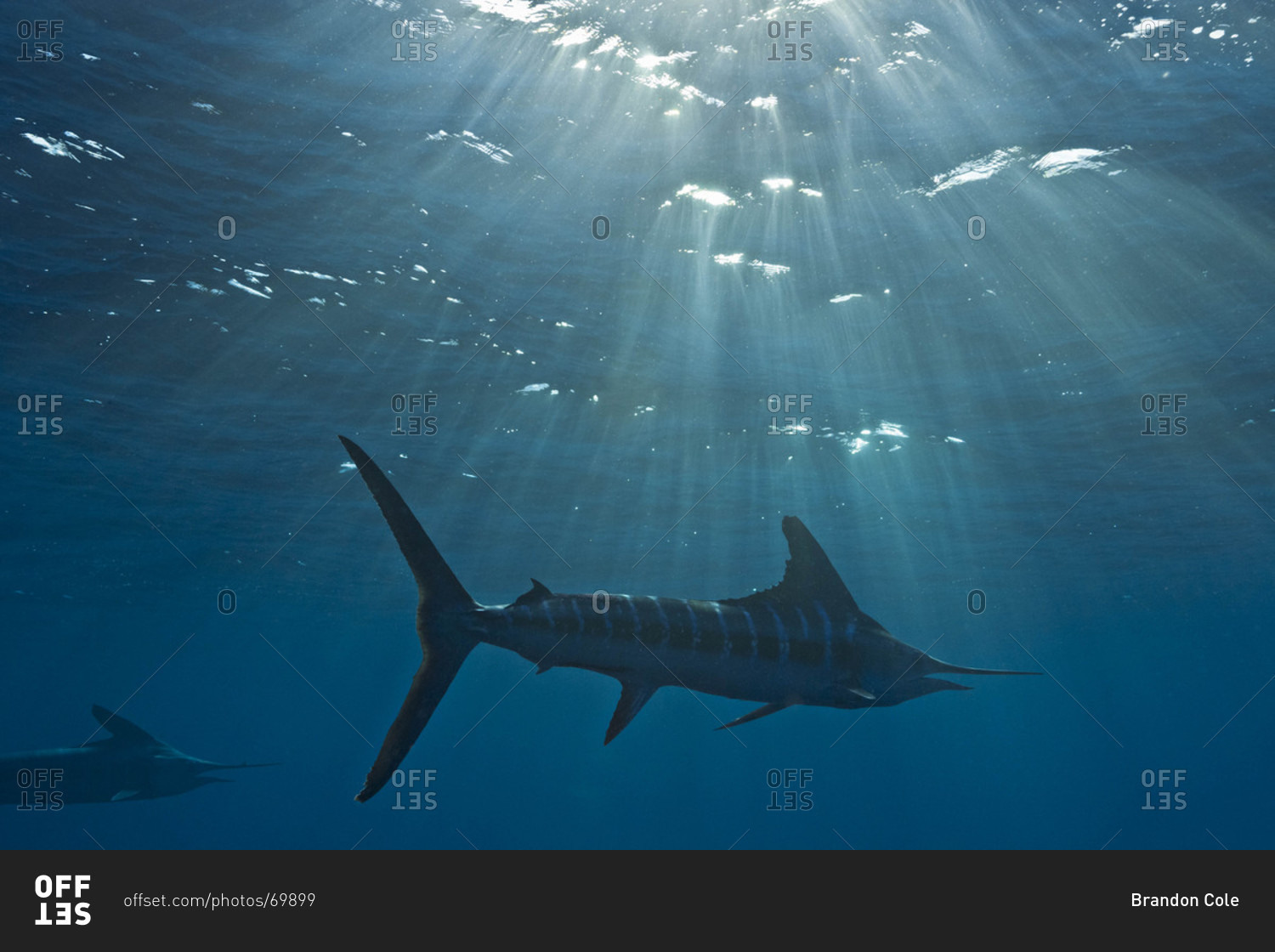 Striped Marlin swimming away as late afternoon sun beams pierce the ocean surface