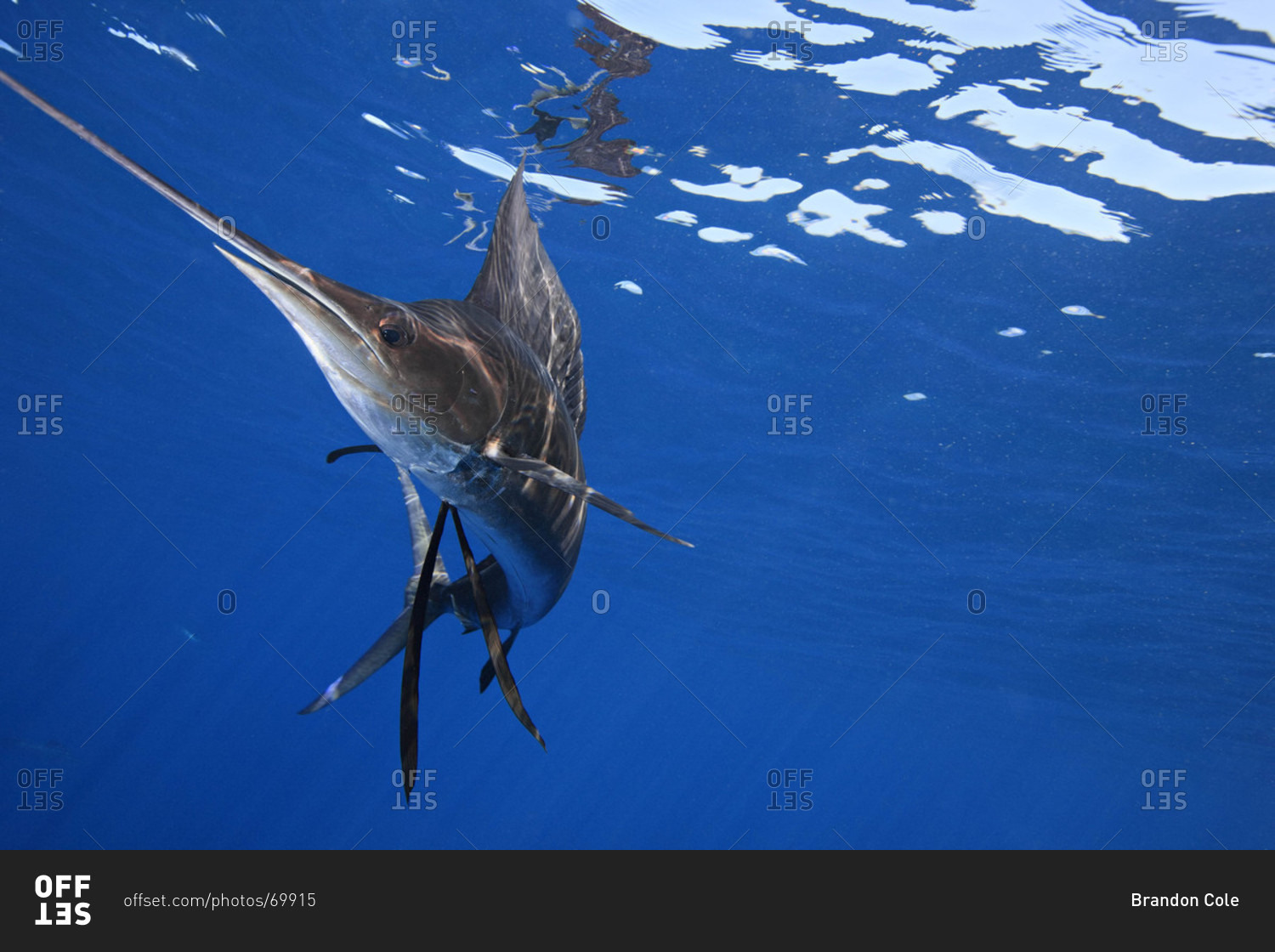 Atlantic Sailfish feeding on sardines, Mexico, Gulf of Mexico stock