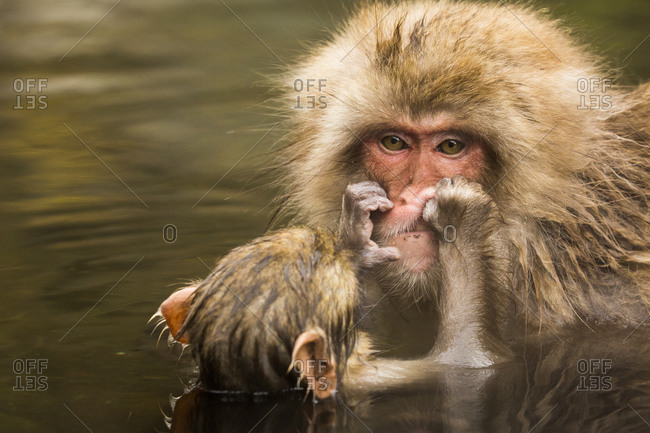 Japanece macaque cub playing with its parent, Jigokudani, Japan