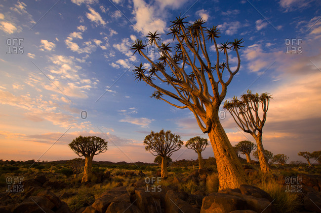 Quiver tree forest at sunset