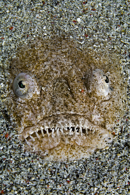 Skull-like face of a Whitemargin stargazer looking up from the sand.
