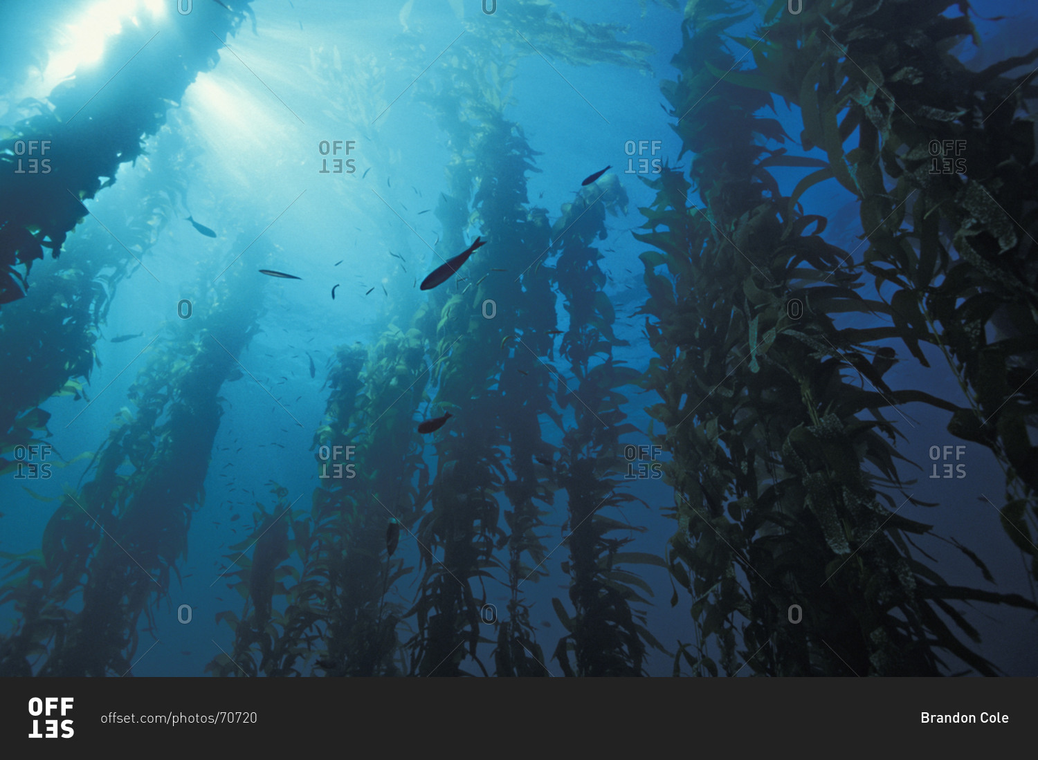 forest of Giant Kelp (Macrocystis pyrifera) off the coast