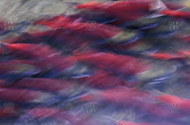 Sockeye Salmon (Oncorhynchus nerka) swimming upstream to spawn Long exposure results in motion blur creative effect