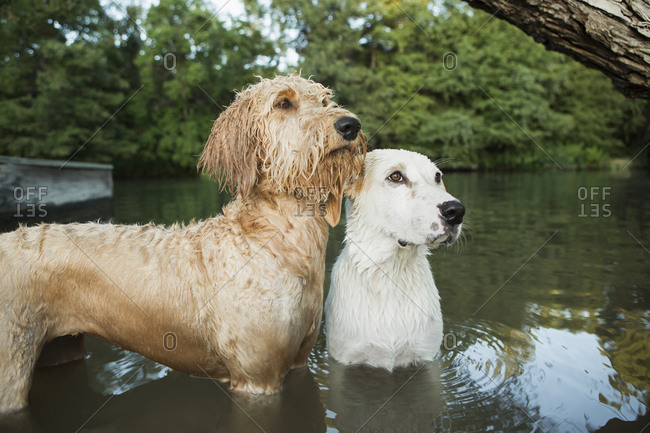 Golden labradoodle and a small white mixed breed dog standing in the water looking up expectantly