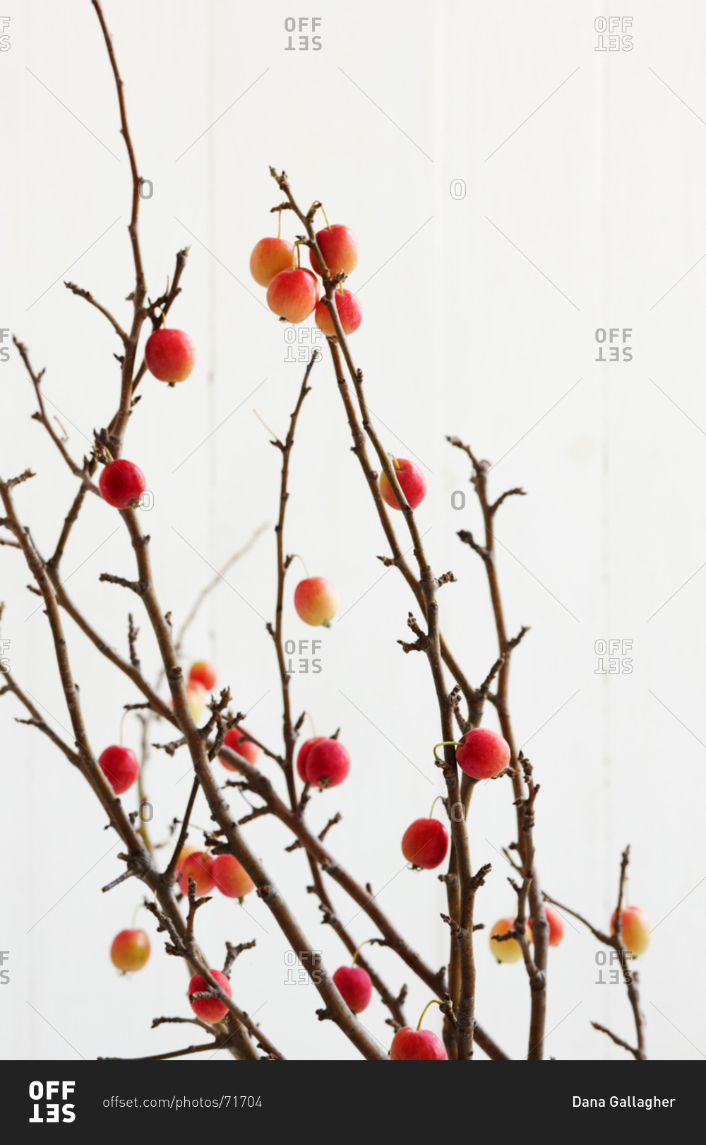 Crab apple branches on white background stock photo - OFFSET