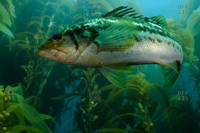 Kelp Bass (Paralabrax clathratus) swimming through Giant Kelp stock ...