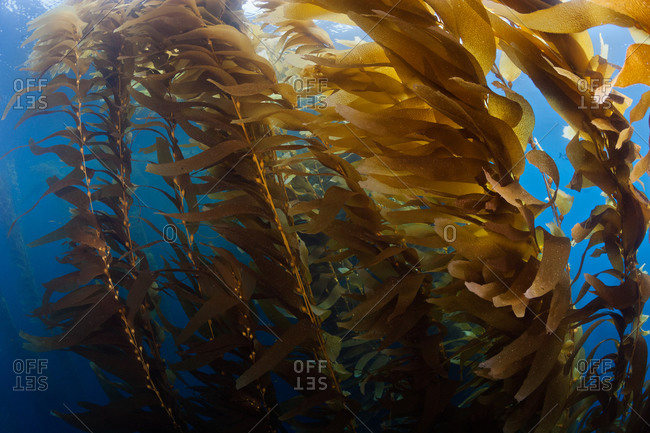 Giant Kelp (Macrocystis pyrifera), a macro brown algae which grows in thick stands providing habitat for many other species in a vibrant ecosystem