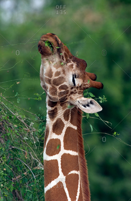 Reticulated Giraffe Samburu Kenya - Offset