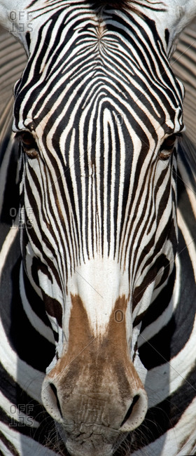 Grevey's Zebra, Samburu National Reserve, Kenya