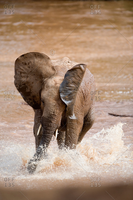 African elephant (Loxodonta africana) playing with water, Samburu National Park, Rift Valley Pro...