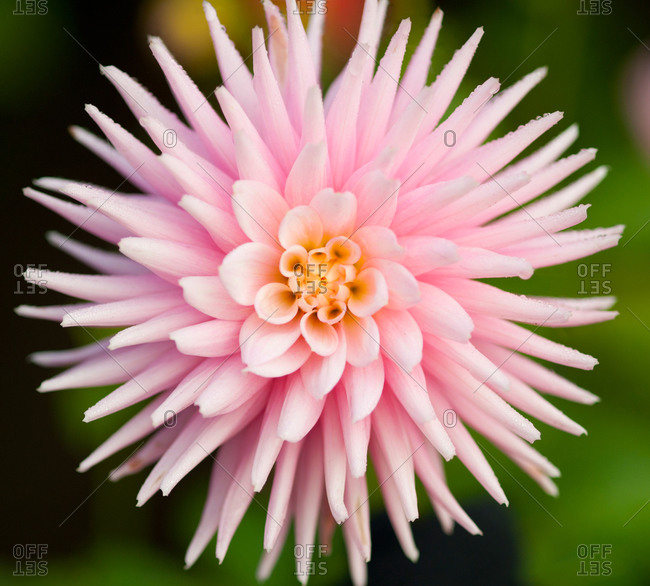 Close-up of a pink dahlia flower, Butchart Gardens, Victoria, Vancouver Island, British Columbia...