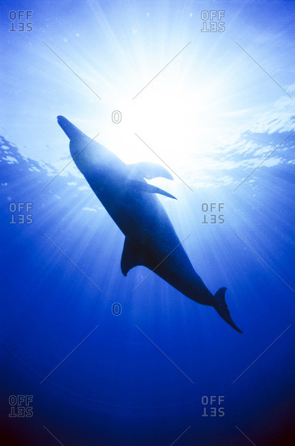 Atlantic spotted dolphin - Offset Collection