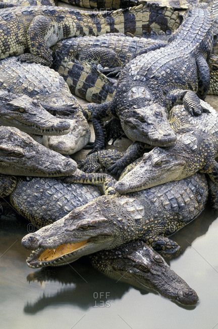 Group of crocodiles piled on top of one another