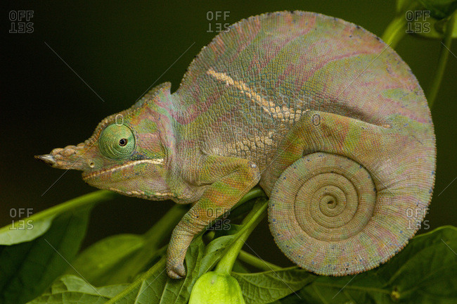 Baudrier\'s Chameleon (Fucifer Balteatus)