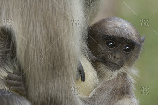 A dusky leaf monkey (spectacled