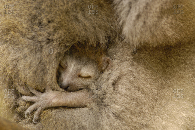 Baudrier Koala -S