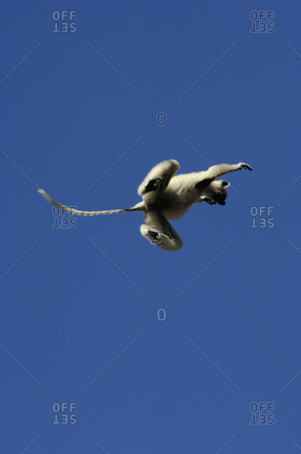 Golden-crowned sifaka or Tattersall's sifaka (Propithecus tattersalli) leaping from tree to tree in the forest
