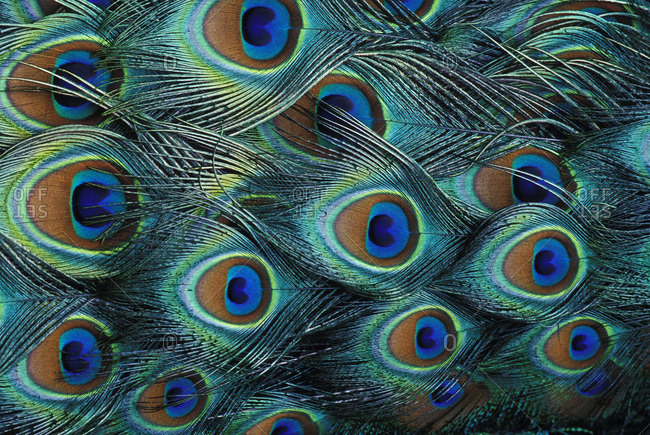 peacock feathers stock photos - OFFSET