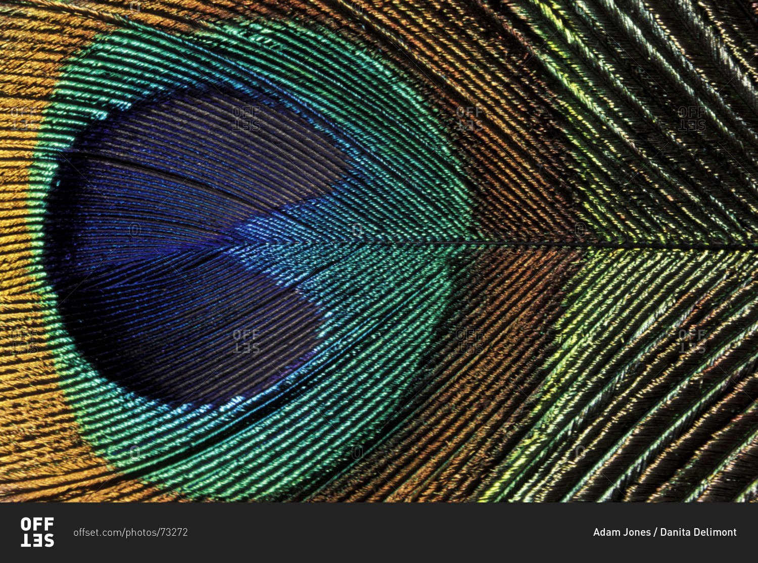 Close up view of eyespot on male peacock feather stock photo - OFFSET